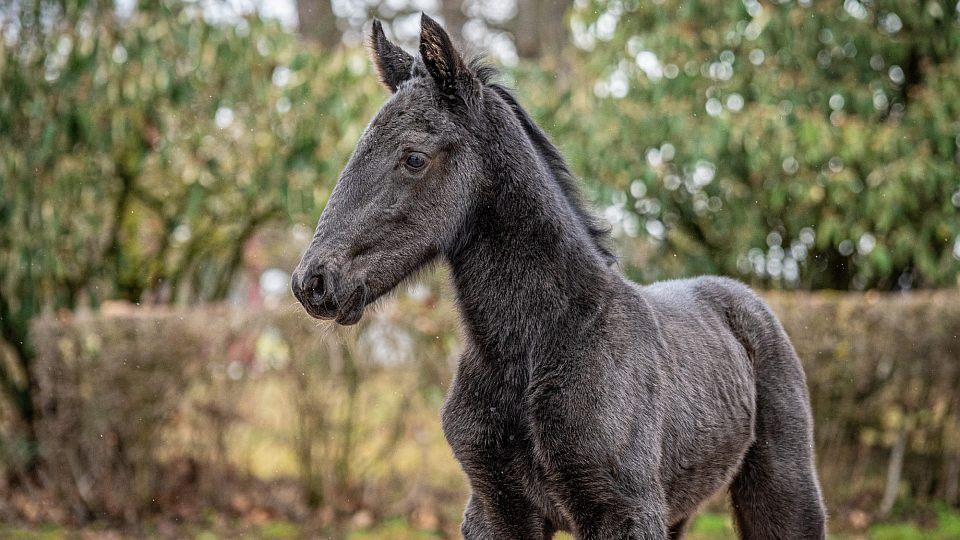 Ve Slatiňanech přivítali první letošní hříbě. Klisna dostala jméno Xandia