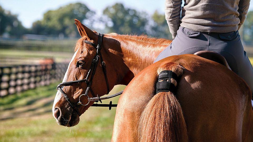 Garmin Blaze je revoluce v monitorování zdraví koní