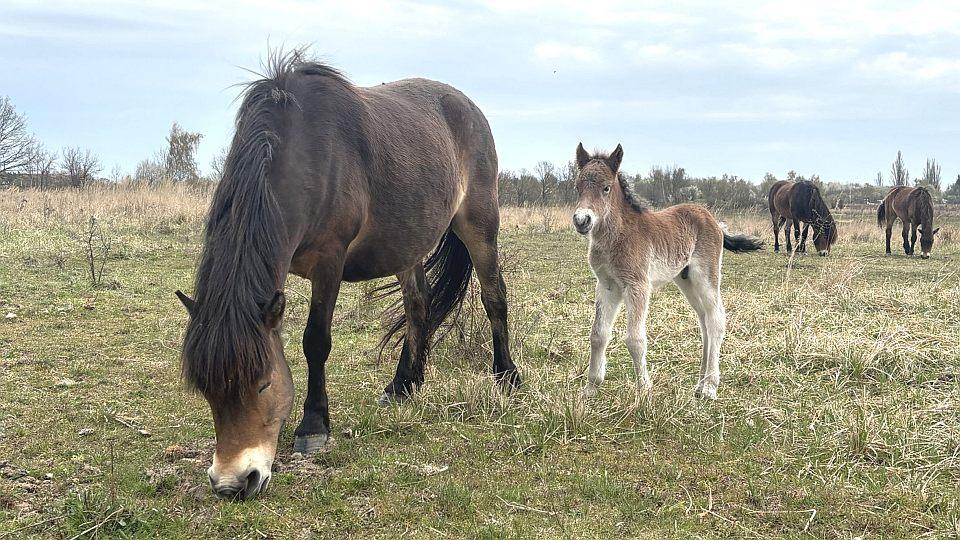 V milovické rezervaci se letos narodila již tři hříbata exmoorských poníků