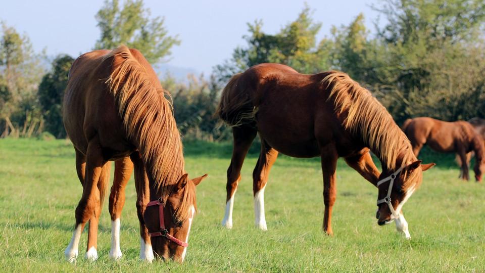 Zlínský kraj ustoupil tlaku občanů. Chce vyřadit pastviny na Pěnném z těžby
