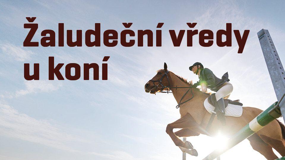 Žaludeční vředy u koní: Diagnostika a léčba vyžaduje znalosti i odhodlání
