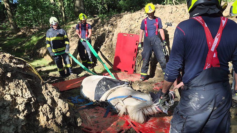Moravskoslezští hasiči zachránili koně. Uvízl v korytě říčky u Dolní Lhoty