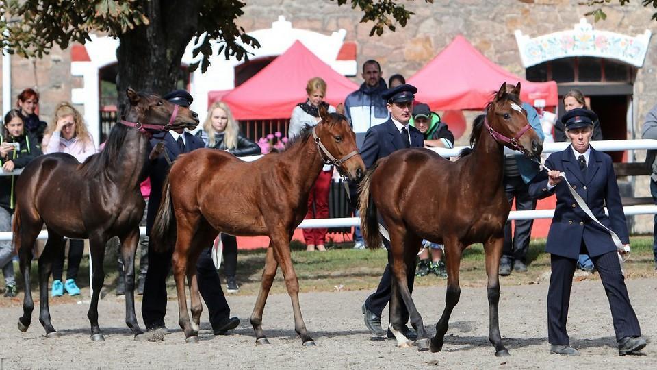 Majitel hřebčína Napajedla žaluje ministerstvo, chce zrušit Klempířův zásah