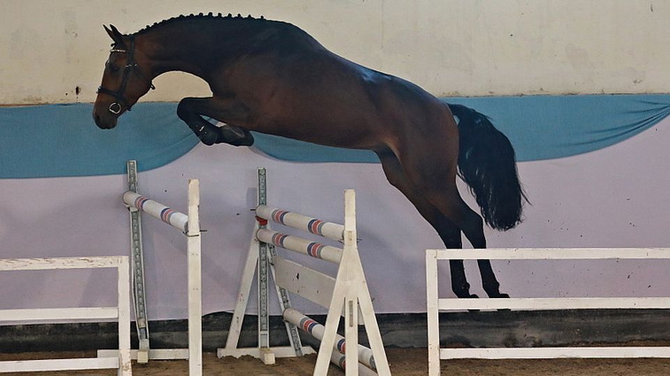 Předvýběry do plemenitby PK ČT 2022 již mají stanoveny termíny