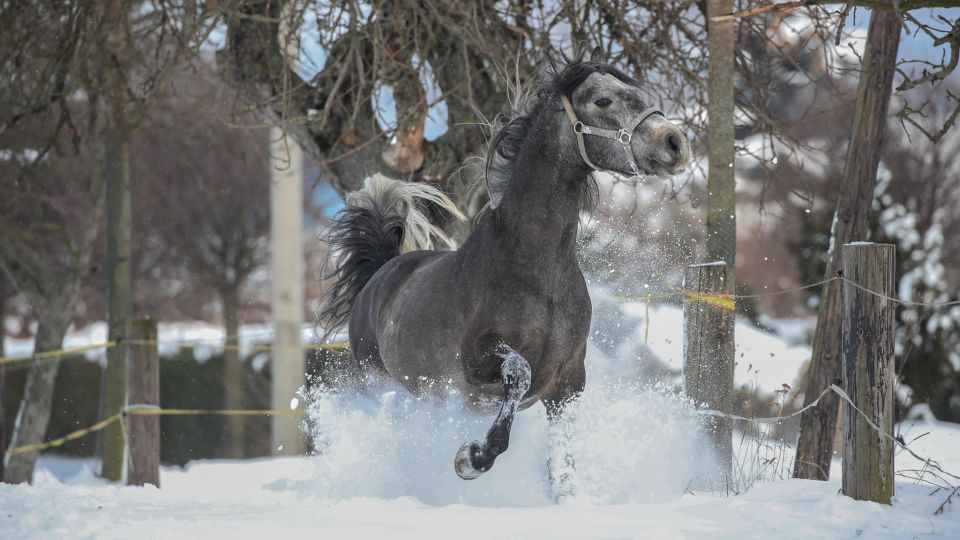 Katalog plemenných hřebců 2022: Connemara pony Penancing-Brook Bailys