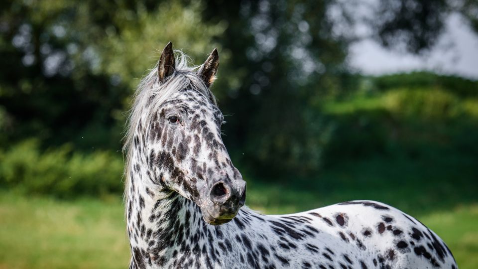 Katalog plemenných hřebců 2022: Hřebec černý tygr Nikolas de Bohemia