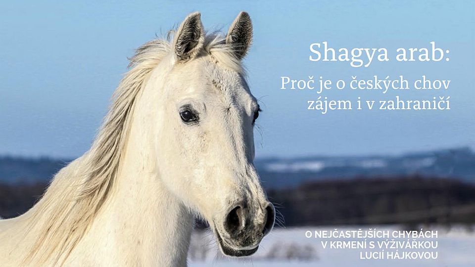 Svět koní: Principy pro sestavování krmné dávky. O chovu shagya arabů