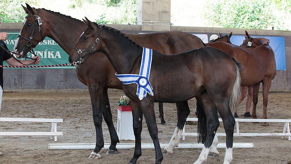 Ve Svržně proběhne osmá výstava hříbat a poprvé i tříletých klisen