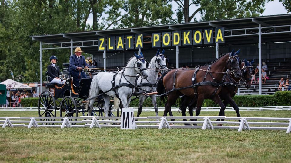 Finále Zlaté podkovy 2022: Soutěž čtyřspřeží vede Jiří Nesvačil starší