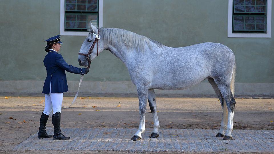 Výkonnostní zkoušky starokladrubských klisen. Nejlepší byla Rabita-42