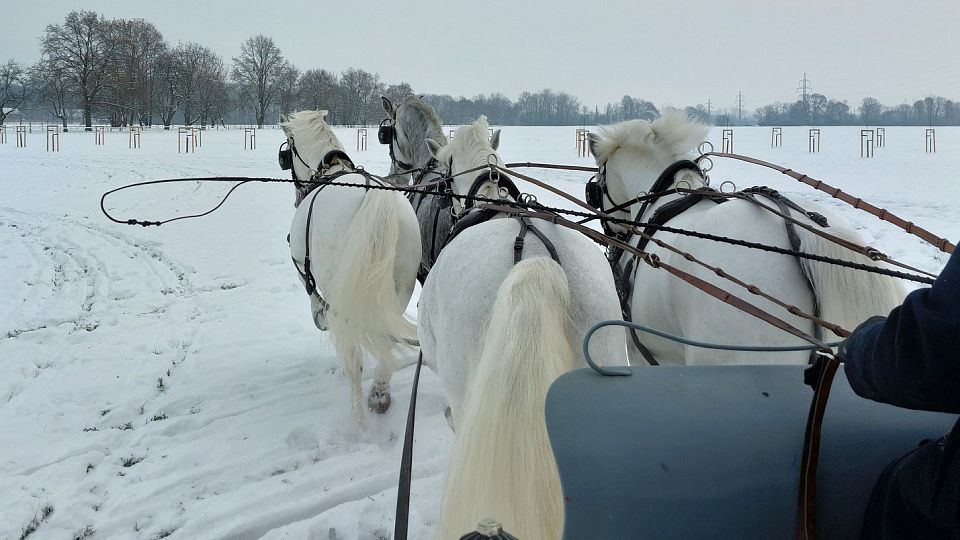 Obnovené aleje v Kladrubech symbolicky otevřelo čtyřspřeží se saněmi