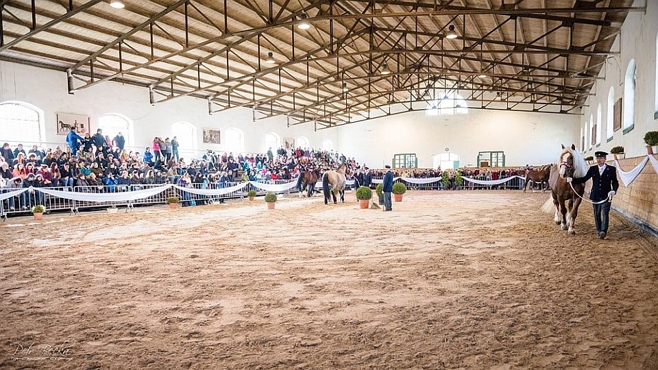 Dvě březnové přehlídky plemenných koní v Písku. Druhá bude možná venku