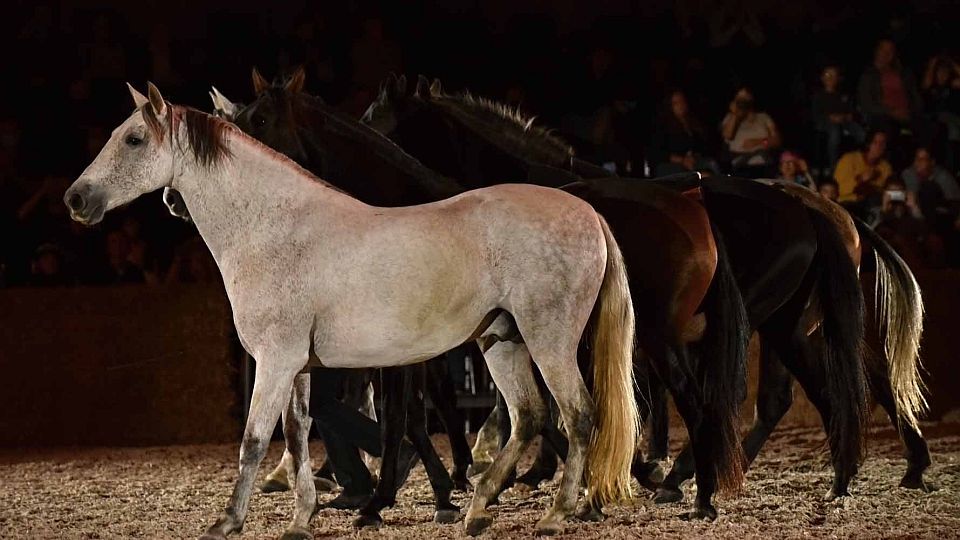 Foto: Lysá zažila Koně 2020 ve světlech reflektorů a potěšila diváky
