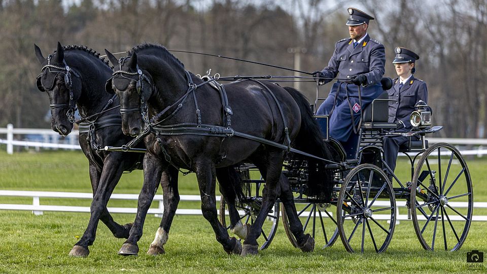 Drezurní úvod Rudolfova poháru: Szpojda vede dvojspřeží, Soukup sedmý