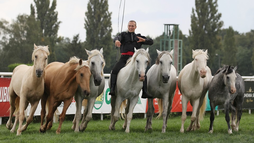 Výstava Koně v akci slaví výročí. Do Pardubic se vrací bohatý program