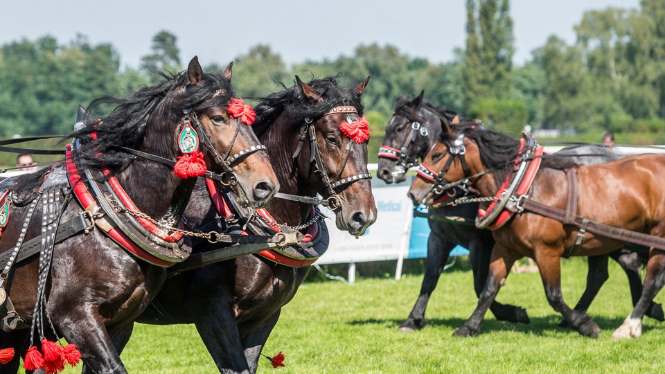 Jubilejní ročník výstavy Koně v akci přilákal především rodiny