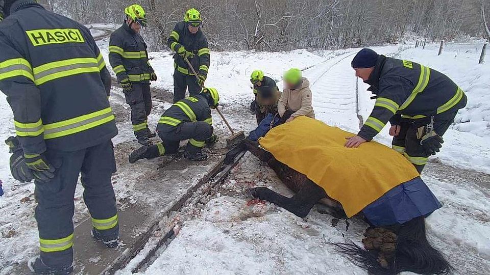 Kůň uvízl na železničním přejezdu. Museli ho vyprostit hasiči