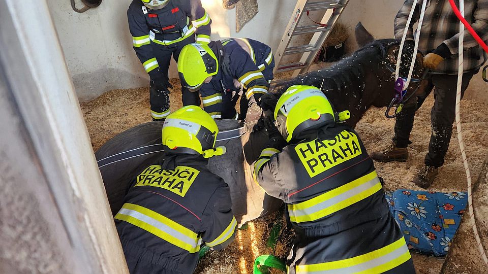 Hasiči v pražských Lipencích pomáhali na nohy starší klisně za pomoci sítě