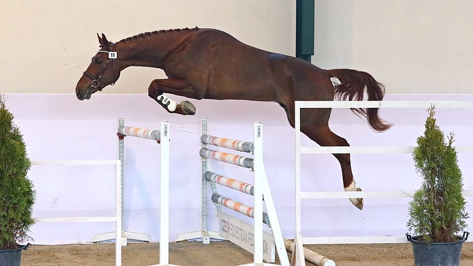 Předvýběr hřebců do PK CS 2024 absolvuje v Martinicích šestnáct koní