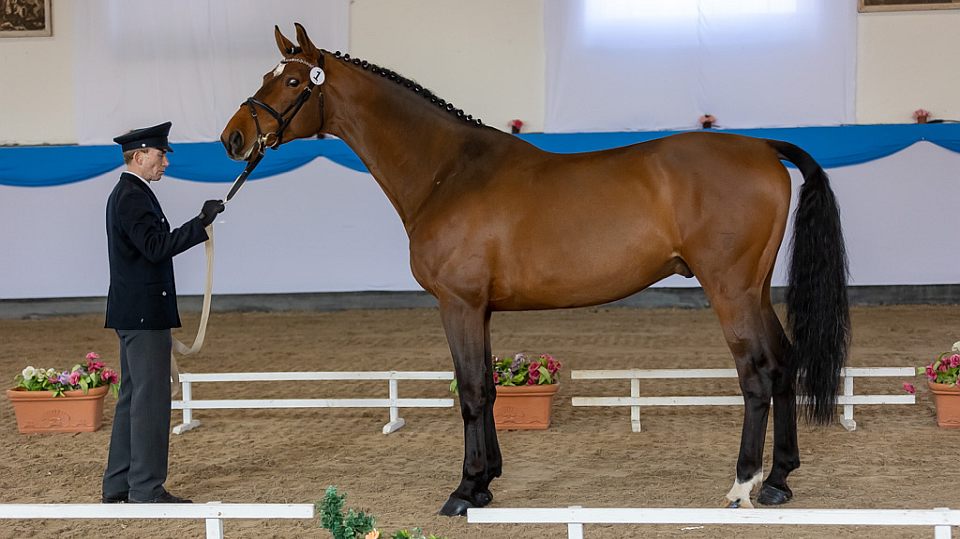Jarní přehlídky plemenných koní v Zemských hřebčincích Písek a Tlumačov
