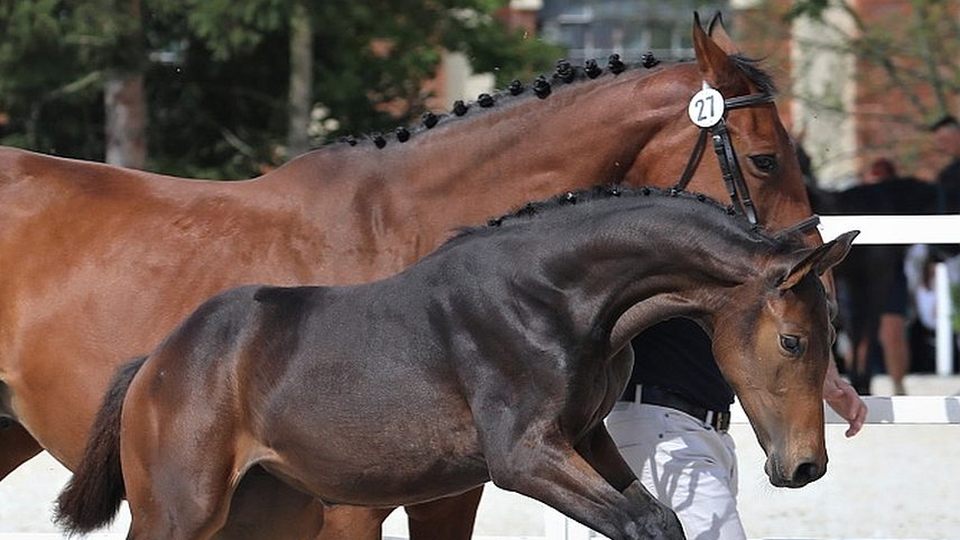 Registrace hříbat a zápisy klisen prostřednictvím spolku Český teplokrevník