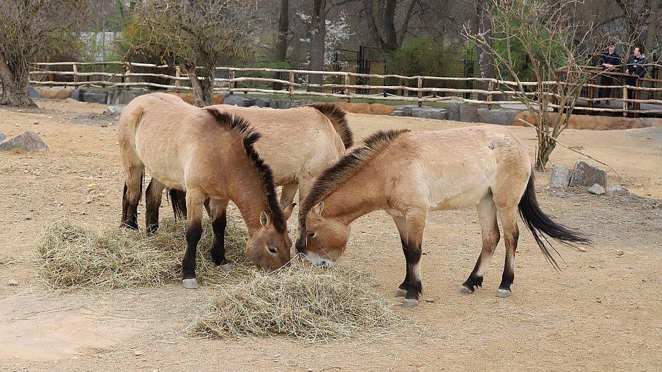 Expozice Gobi: Prohlédněte si nový domov nejen koní Převalského v Zoo Praha
