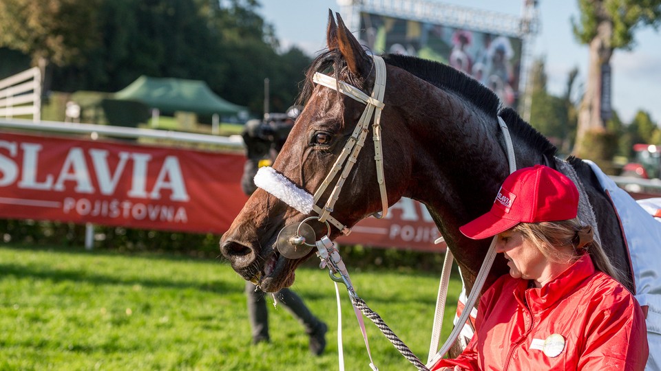 Velká pardubická vyhlíží rok velkého výročí, slaví i její titulární partner