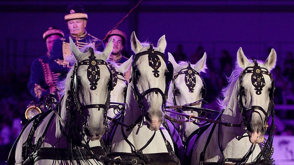 Obrazem: Výstava Kůň 2024 s večerní show opět zaplnila výstaviště v Lysé