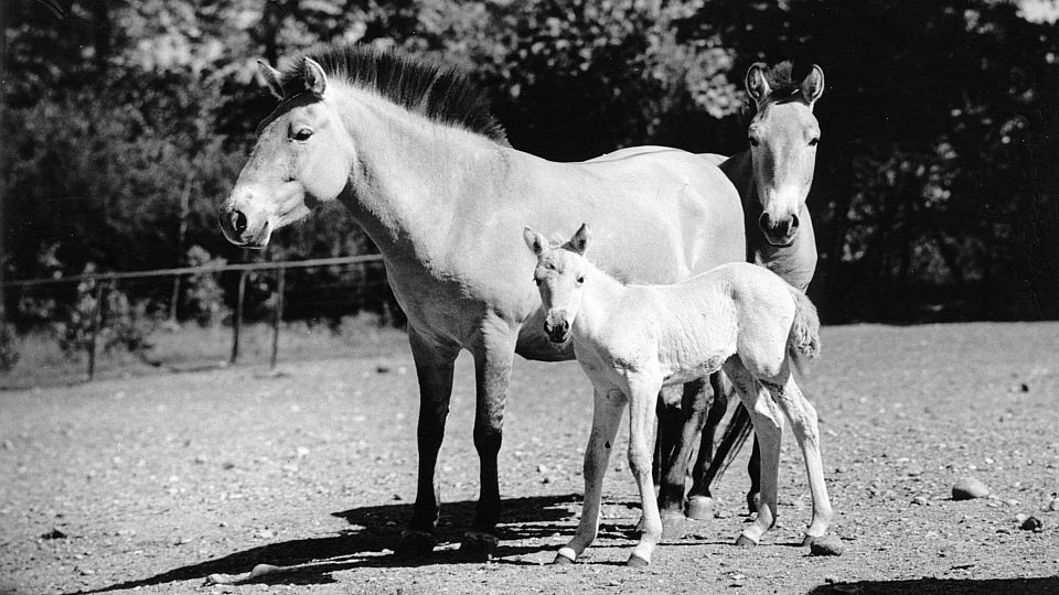 Zoo Praha vede Mezinárodní plemennou knihu koně Převalského již 65 let