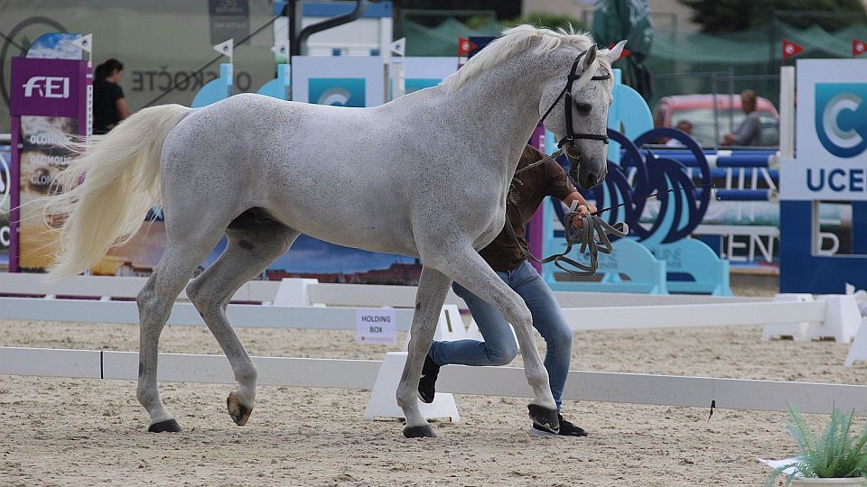 Úpravy veterinárních pravidel FEI. Týkají se prohlídky koní či měření pony