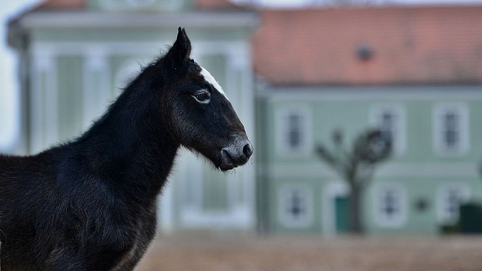 Národní hřebčín vloni odchoval 78 hříbat a přivítal přes 73.000 návštěvníků