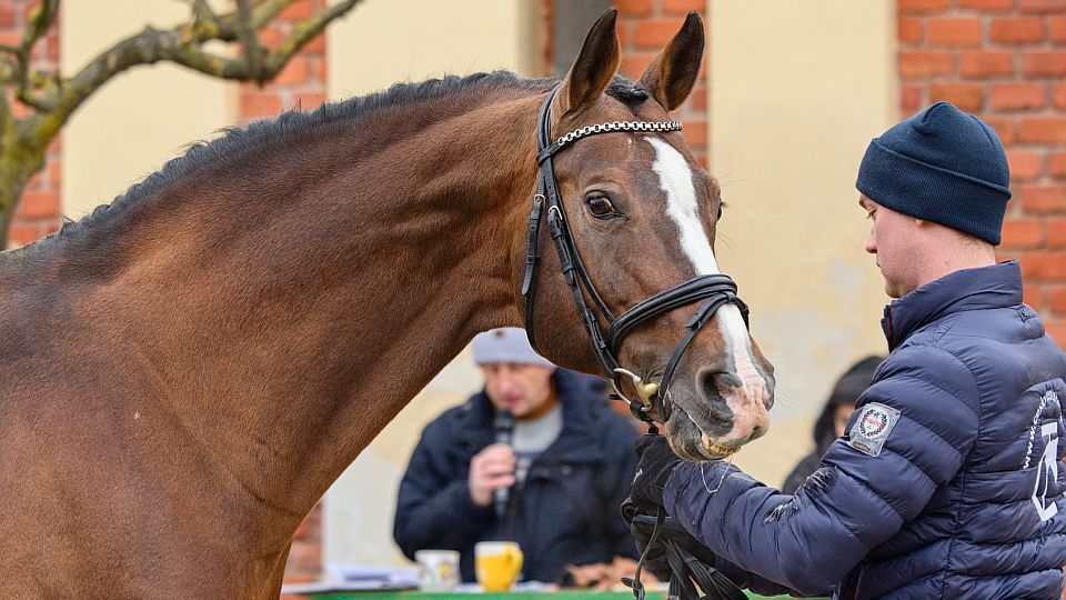 Chovatelské svazy vydaly katalogy pro předvýběry hřebců ČT a dalších plemen
