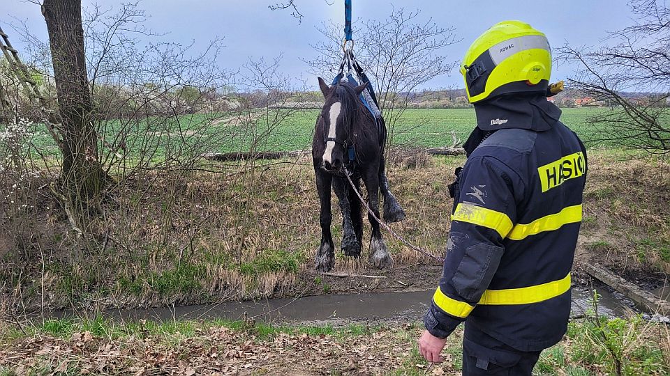 Na Karvinsku hasiči zachraňovali koně. Zapadl do bahna při brodění potoka