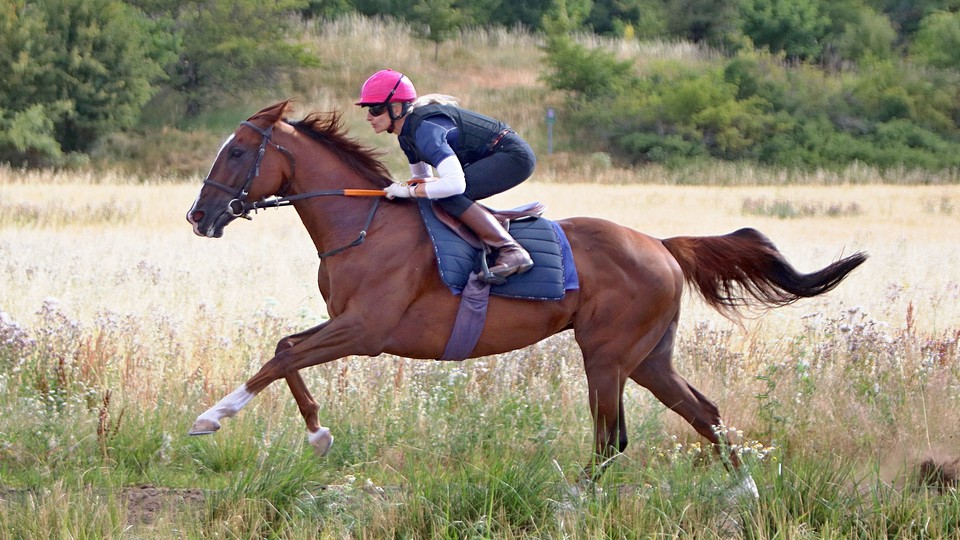 Nejen Ponntos. Hvězdy stáje Evy Nieslanikové cílí na Arc mítink v Longchamp