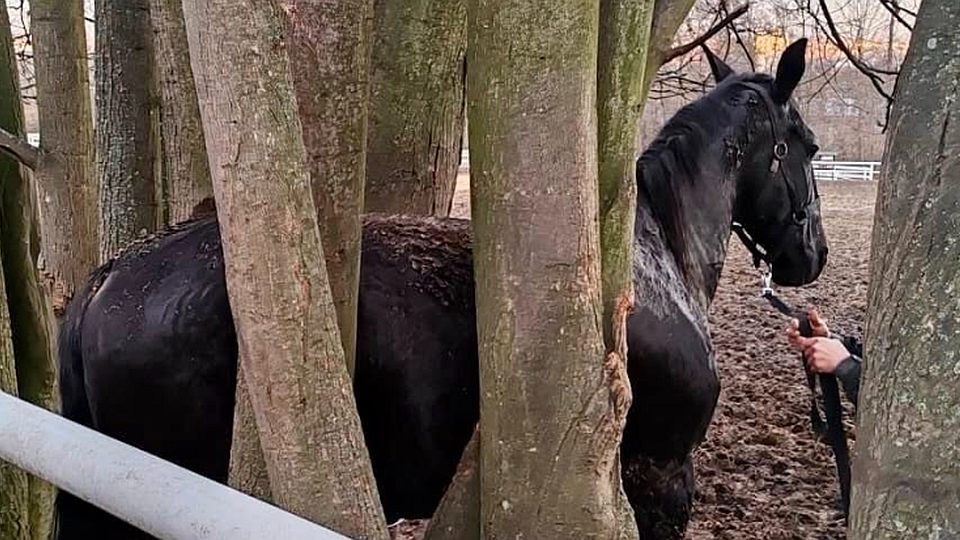 Klisna ve Slatiňanech uvízla ve výběhu mezi stromy. Vyprošťovali ji hasiči