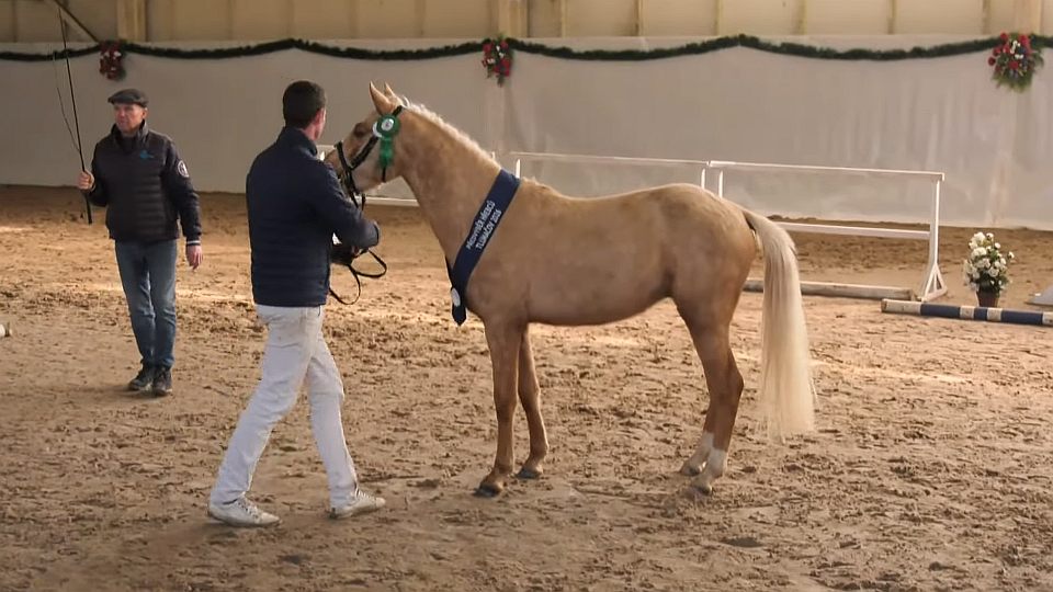 Vítězem körungu ČSP v Tlumačově je Golden Twig. Prémii obdrželi tři hřebci
