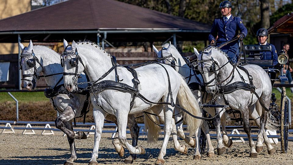 Jiří Nesvačil ve Slatiňanech lehce vyhrál. Před Kladruby řeší skladbu koní