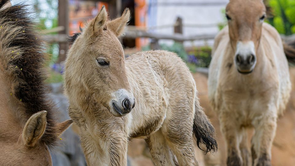 V pražské Zoo se před pár dny narodilo první letošní hříbě koně Převalského
