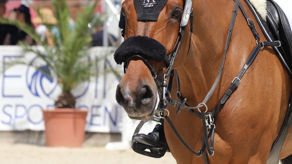 V srpnu se v ESC Olomouc uskuteční Mezinárodní mistrovství malých koní 2026