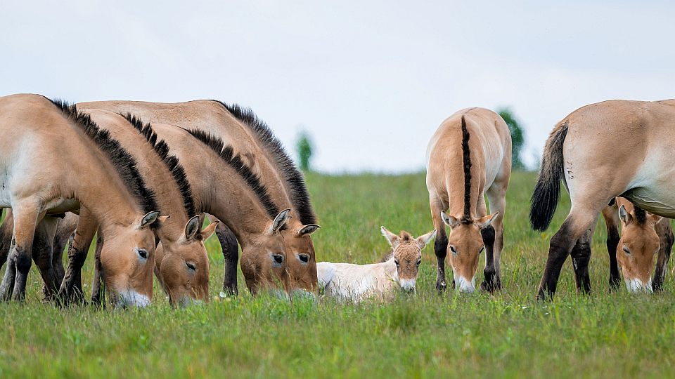 Hříbata koní Převalského dovádějí v trojské Zoo i na Dívčích hradech