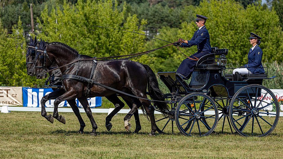 V Tlumačově začalo MČR spřežení 2026. Po drezuře vedou Černá, Bejr a Moudrý