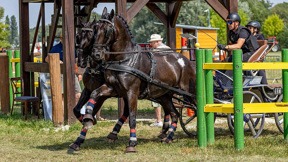 Bejr a Moudrý drží při MČR spřežení pozice lídrů. Černou předjel Procházka
