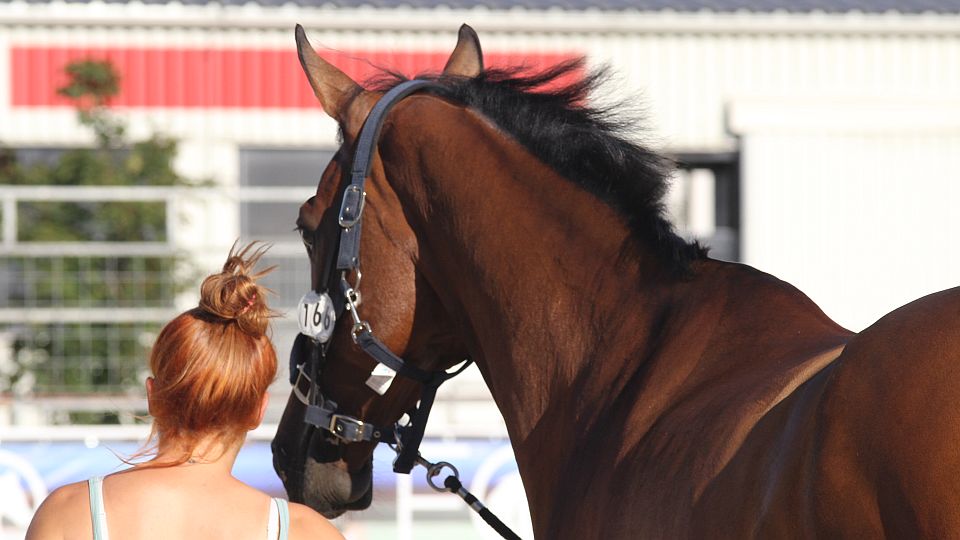 Francouzi připravili odpočinkové boxy pro koně cestující z jihu