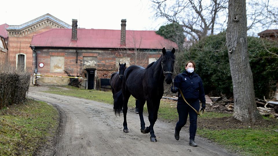 Heřmanův Městec je bez kladrubáků. Začala rekonstrukce areálu