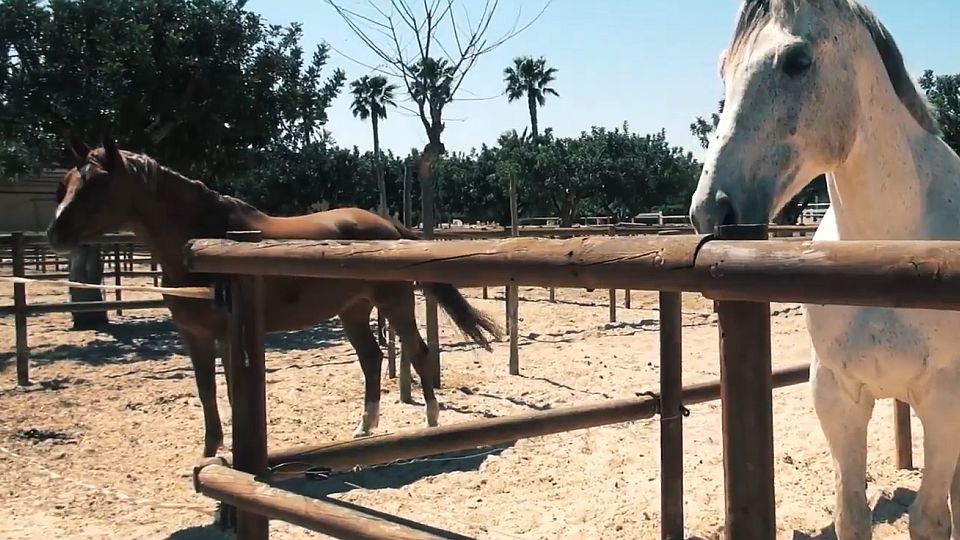 FEI informuje o osmi případech EHV-1 ve Francii a dalších aktualitách