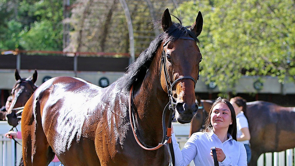 Royal Word na startovní listině Prix du Jockey Club, pojede ho Veron
