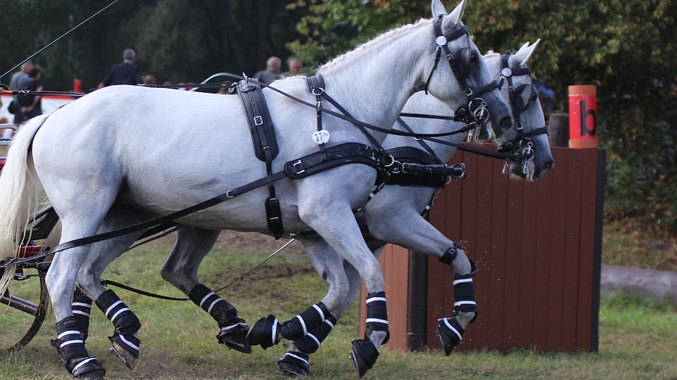 Čeští vozatajové při CAIO4* v Ptakowicích skončili čtvrtí před Slováky