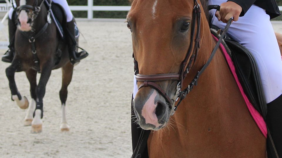 Zduchovice hostí mistrovství ČR pony 2021. Daří se Anetě Valeriánové